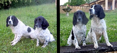 De Muntz Potiers - Alerte chiens volés