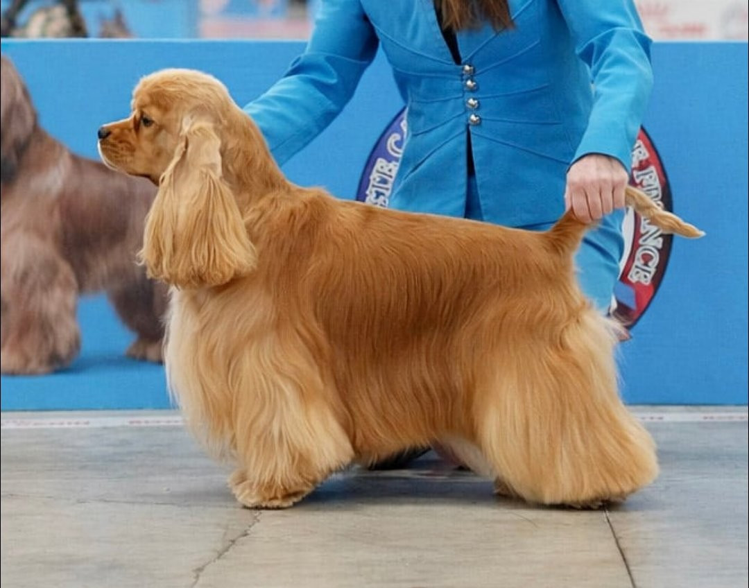 CH. Unusual dream A touch of snow