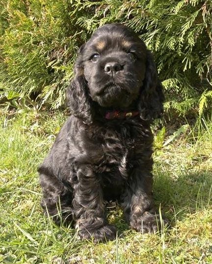 De Muntz Potiers - American Cocker Spaniel - Portée née le 09/02/2015