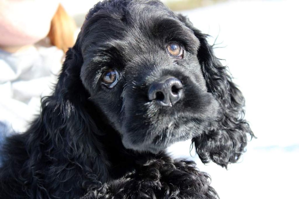 De Muntz Potiers - American Cocker Spaniel - Portée née le 28/11/2020